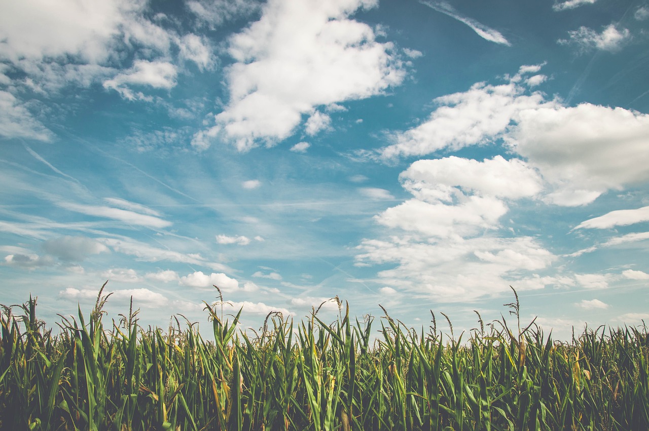 How to Grow Corn in a Small Backyard